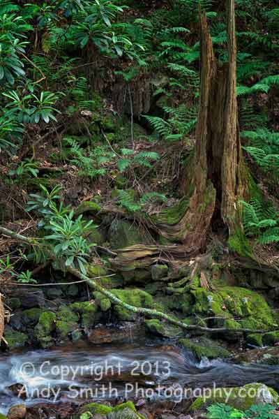 Ferns and Forest Along Tillman Brook